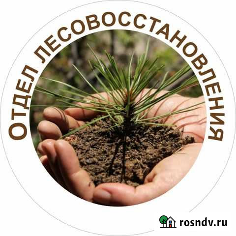 Семена сосны Иркутск - изображение 1