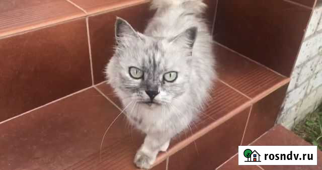 Кошечка Нюша ищет дом Брянск - изображение 1