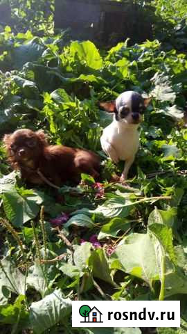 Супер мини ляльки чихуа Томск - изображение 1