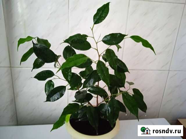 Фикус Бенджамин, пумила Ростов-на-Дону - изображение 1
