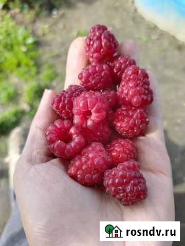 Ремонтантная малина Усолье-Сибирское - изображение 1