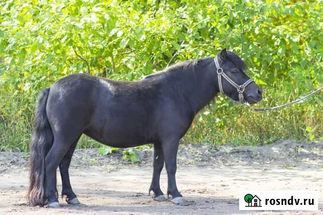 Пони кобылы Ульяновск - изображение 1