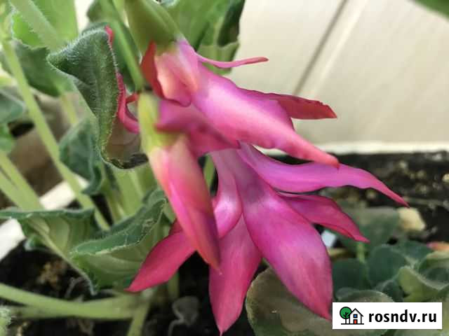 Шлюмберга декабрист Комсомольск-на-Амуре - изображение 1