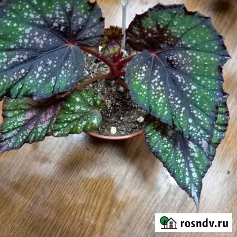Бегония королевская Пенза - изображение 1