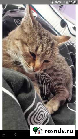 Кошка Маркс - изображение 1