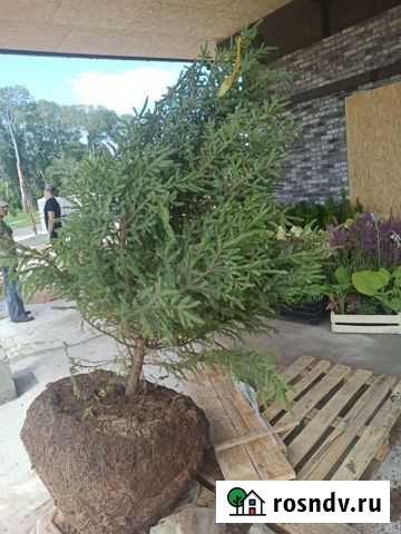 Хвойные растения Оренбург - изображение 1