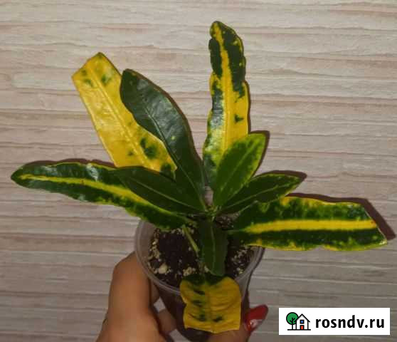 Кротон Тюмень - изображение 1