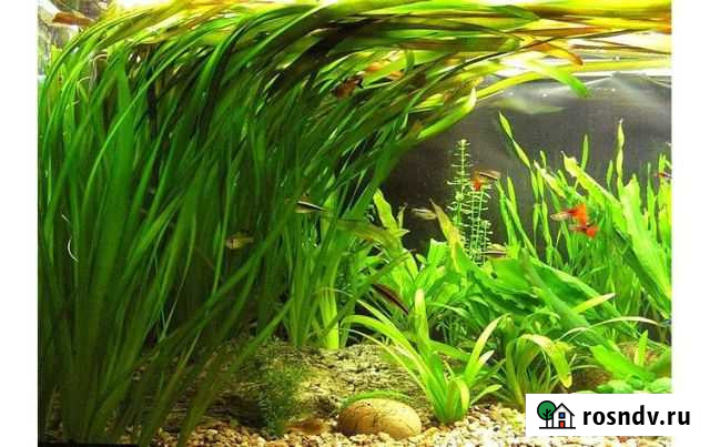 Растения Ржев - изображение 1