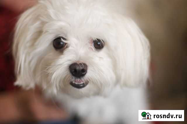 Собака маленькая порода Вологда - изображение 1