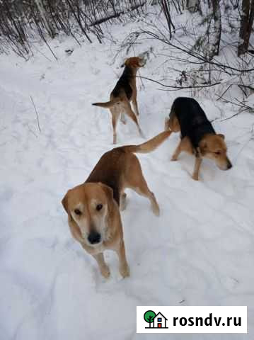 Русская гончая Мичуринск - изображение 1