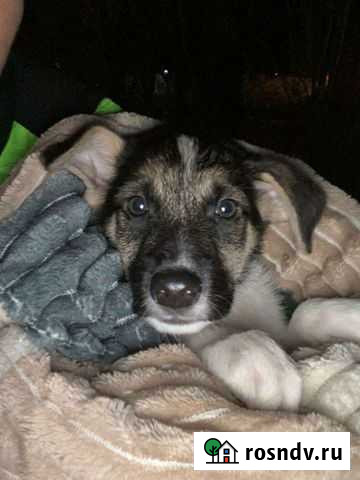 Щенок немецкой овчарки бесплатно Подольск - изображение 1