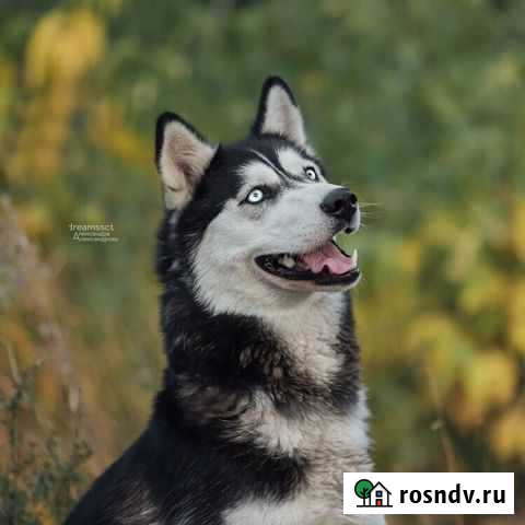 Веста из приюта Красноярск - изображение 1