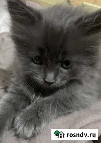 Русская голубая Владикавказ - изображение 1