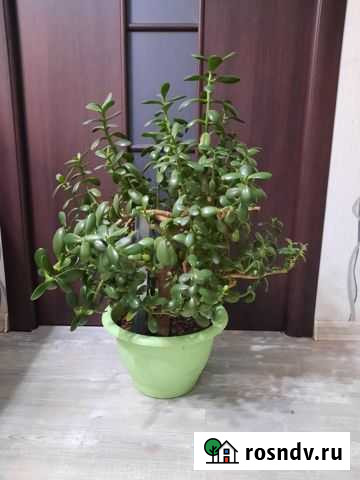 Толстянка Каменск-Уральский - изображение 1