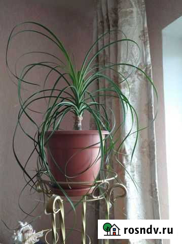 Нолина Нижнекамск - изображение 1