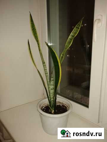 Продам цветок Сансевиерия Иваново - изображение 1