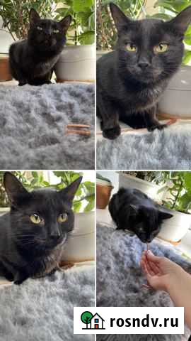 Черная особа с коричневыми щечками ищет дом Красноярск - изображение 1