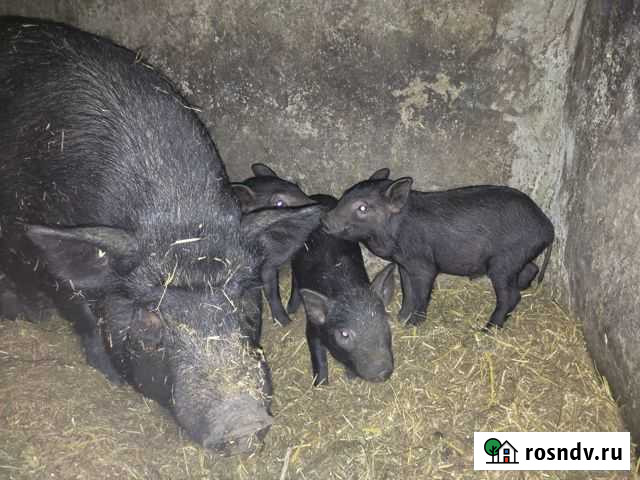 Вьетнамские поросята Красногвардейское - изображение 1