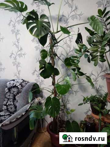 Монстера Омск - изображение 1