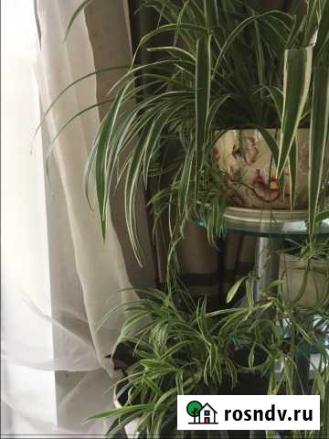 Хлорофитум Раменское - изображение 1