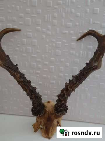 Продам рога оленя Кавказская - изображение 1