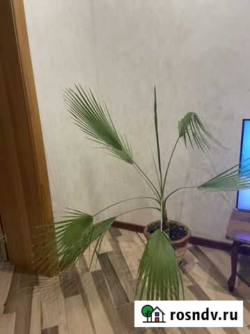 Пальма Вашингтония Нальчик - изображение 1