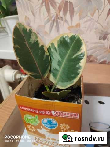 Фикус белиз Барнаул - изображение 1