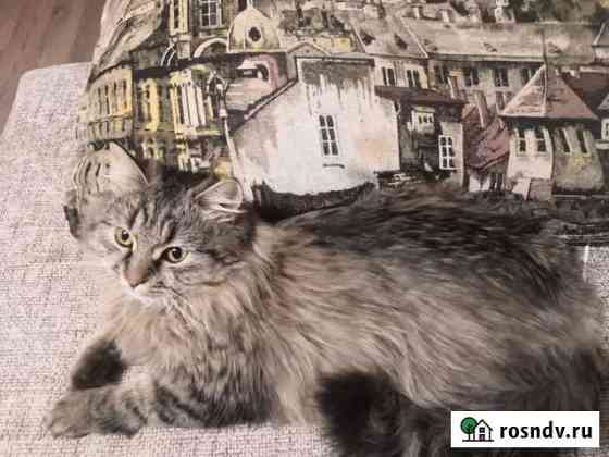 Котики бесплатно в добрые руки Ростов-на-Дону