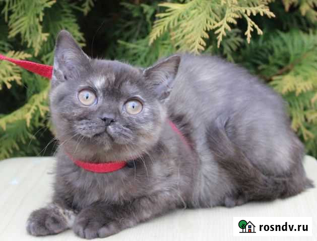 Британочка шоколадочка Смоленск - изображение 1