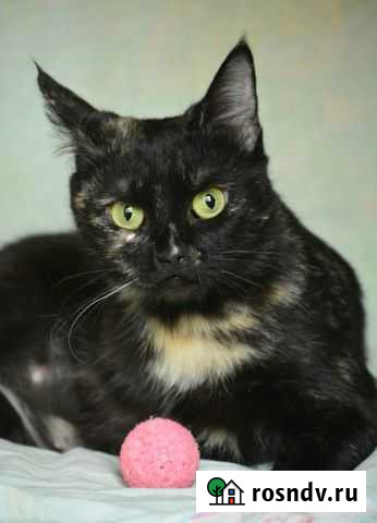 Ищу ответственных хозяев непростой кошке Воронеж - изображение 1