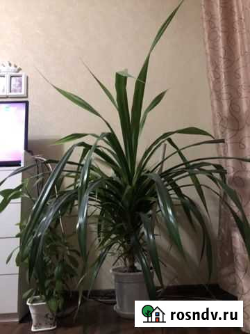 Панданус (винтовая пальма) Гвардейское - изображение 1
