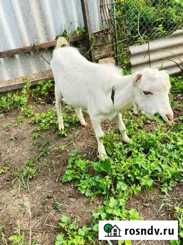 Козы Ламанча и Зааненская Краснодар - изображение 1