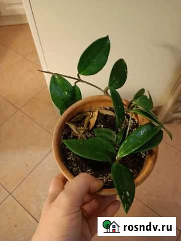 Хойя Карноза Тула - изображение 1