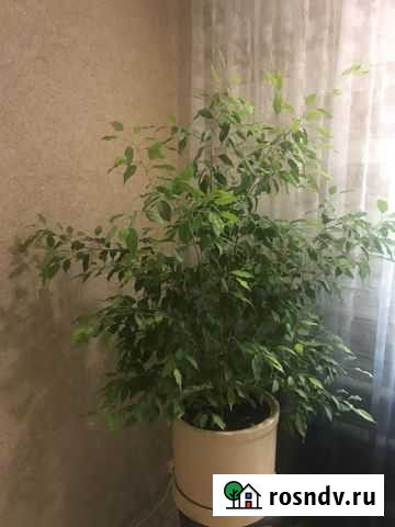 Бенджамина Волгоград - изображение 1