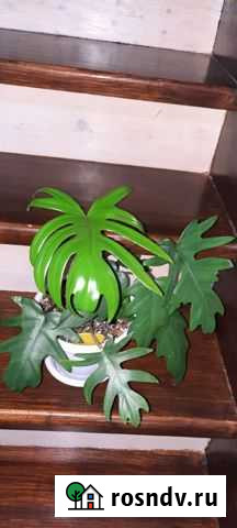 Филодендрон Радиатум Владимир - изображение 1