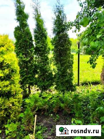 Туи 2.5 метра Обнинск - изображение 1