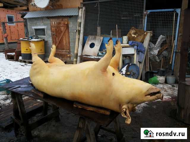 Забой скота и кастрация хряков Миасс - изображение 1