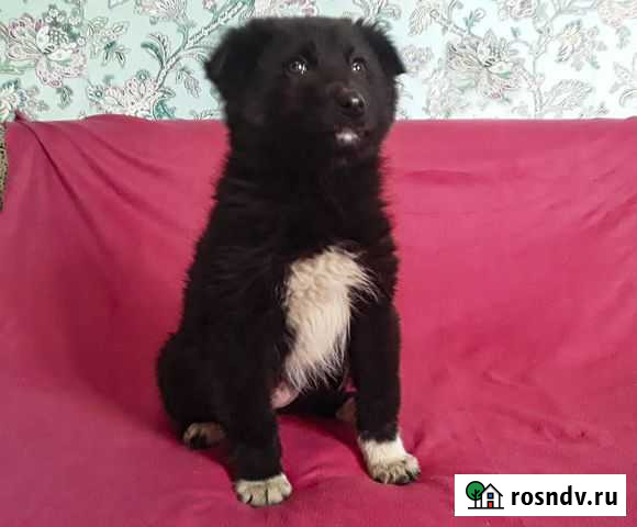 Мишель - щенок-девочка в дар Иркутск - изображение 1