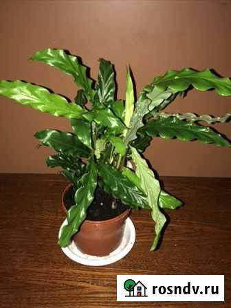 Комнатные цветы Саратов - изображение 1