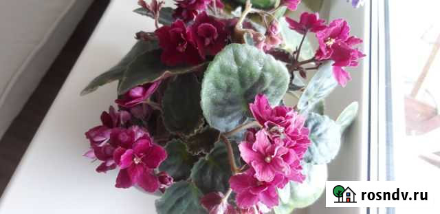 Фиалки ростки Копейск - изображение 1