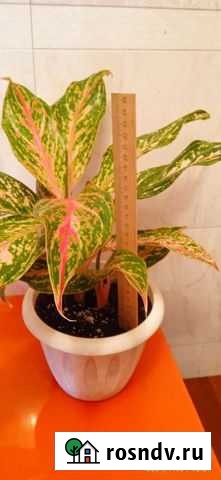 Домашние растения Новокузнецк - изображение 1