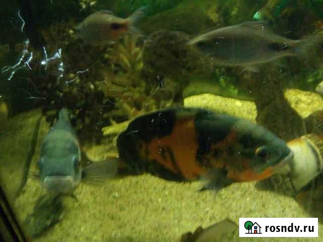 Аквариум 220л, полная комплектация + тумба Ухта - изображение 1