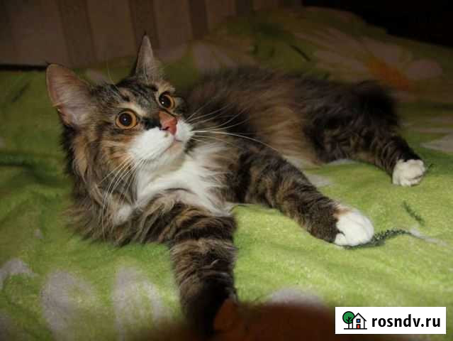 Кошка Ярославль - изображение 1