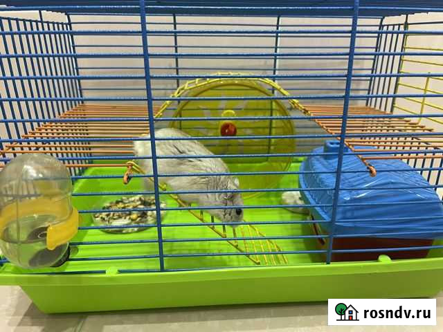 Клетка и хомяк Соликамск - изображение 1