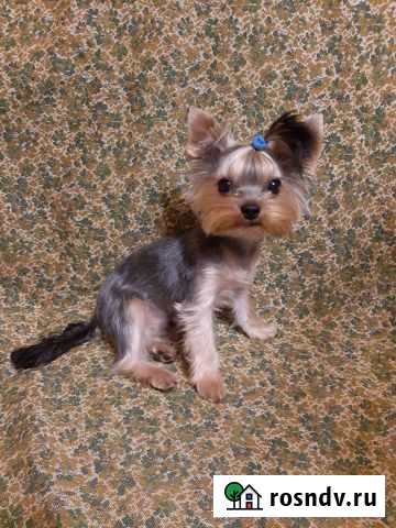 Уход за животными Великий Новгород - изображение 1