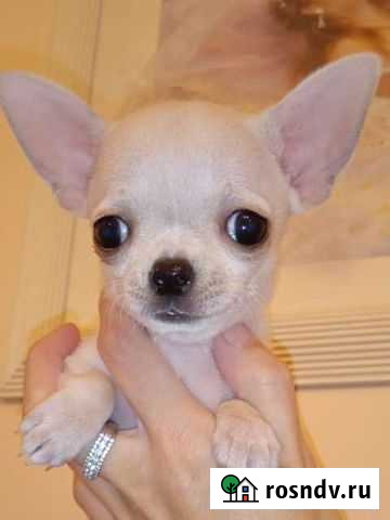Чихуахуа девочка Красногвардейское - изображение 1