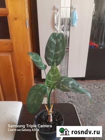 Аглонема Мария Липецк - изображение 1