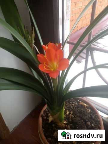 Цветок для дома Кливия. Цветёт февраль, март Клин - изображение 1