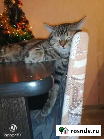 Британские котята Челябинск - изображение 1