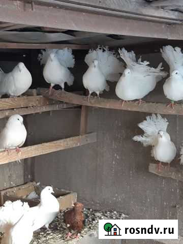 Голуби Железногорск - изображение 1